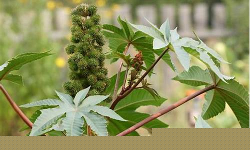 蓖麻期货(蓖麻市场价)_https://www.rzcpcj.com_天猫运营_第1张