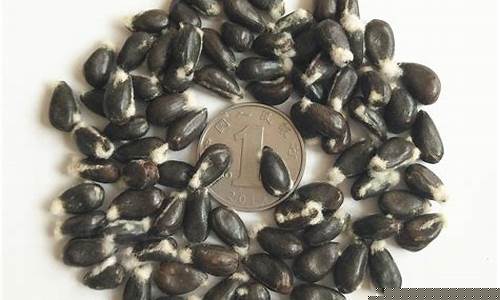 棉籽的期货(棉籽期货价格走势图)_https://www.rzcpcj.com_直通车_第1张