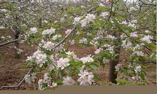 期货苹果开花(期货苹果是什么品种)_https://www.rzcpcj.com_天猫运营_第1张