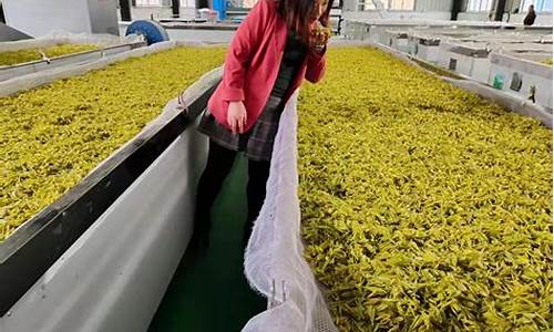 茶在期货(炒茶期货交易平台)_https://www.rzcpcj.com_代运营_第1张