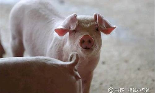 生猪期货活猪(生猪期货最新行情)_https://www.rzcpcj.com_抖音快手_第1张