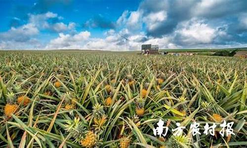 期货菠萝_https://www.rzcpcj.com_直通车_第1张