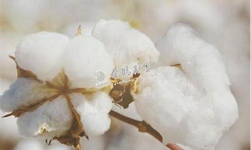 期货美棉花(美棉花期货开盘时间)_https://www.rzcpcj.com_抖音快手_第1张