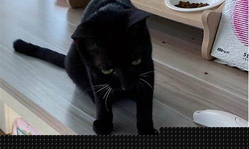 期货小猫(期货小猫钓鱼手法)_https://www.rzcpcj.com_直通车_第1张
