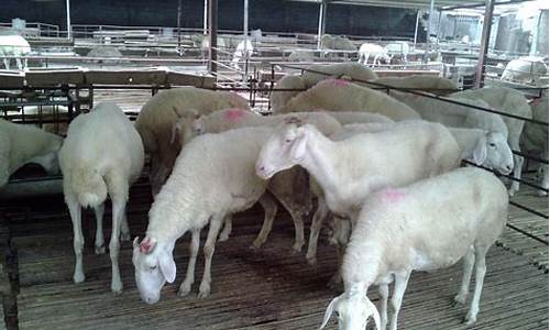 肉羊期货(羊肉期货什么意思)_https://www.rzcpcj.com_天猫运营_第1张