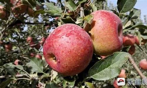 新疆苹果期货价格行情(新疆苹果几月份成熟上市)_https://www.rzcpcj.com_淘宝运营_第1张