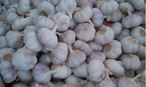 大蒜最新行情期货(大蒜最新行情期货走势)_https://www.rzcpcj.com_开网店_第1张