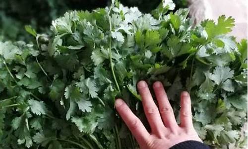 白银期货香菜价格行情走势(白银期货价格走势图今日价格)_https://www.rzcpcj.com_开网店_第1张