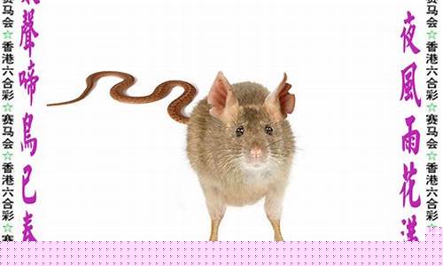 今晚一定出准确生肖(今晚一定出准确生肖资料)_https://www.rzcpcj.com_天猫运营_第1张