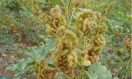 甘草花期货今日行情(甘草今日行情及走势最新消息)_https://www.rzcpcj.com_直通车_第1张