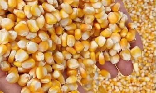 巴西玉米期货行情(巴西玉米期货行情走势图)_https://www.rzcpcj.com_天猫运营_第1张