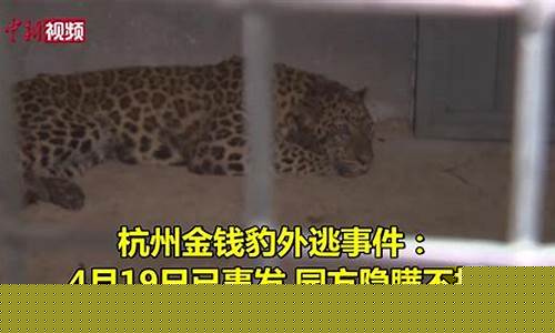 股市直播金钱豹(杭州金钱豹直播)_https://www.rzcpcj.com_淘宝运营_第1张
