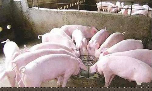 猪的体重计算精确方法图片(猪的体重计算精确方法图片)_https://www.rzcpcj.com_天猫运营_第1张