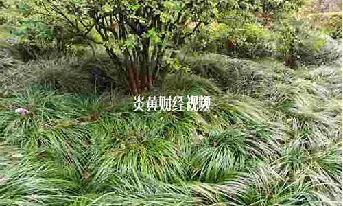 炎黄财经直播(炎黄财经直播间)_https://www.rzcpcj.com_淘宝运营_第1张