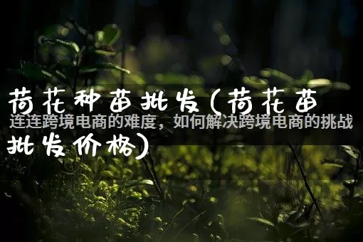 荷花种苗批发(荷花苗批发价格)_https://www.rzcpcj.com_天猫运营_第1张