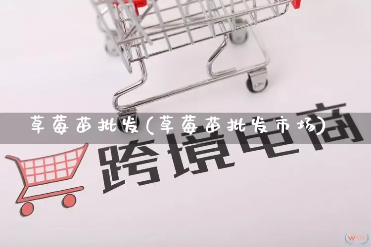 草莓苗批发(草莓苗批发市场)_https://www.rzcpcj.com_开网店_第1张