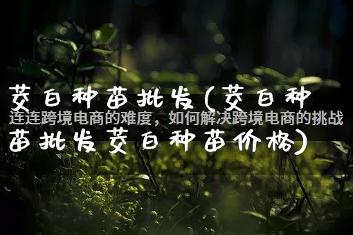 茭白种苗批发(茭白种苗批发茭白种苗价格)_https://www.rzcpcj.com_直通车_第1张