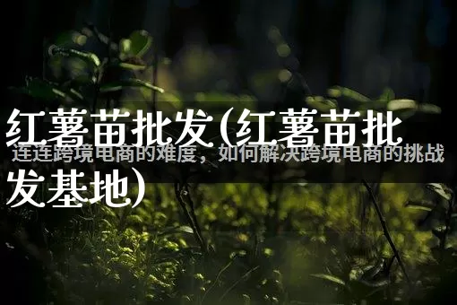 红薯苗批发(红薯苗批发基地)_https://www.rzcpcj.com_淘宝运营_第1张