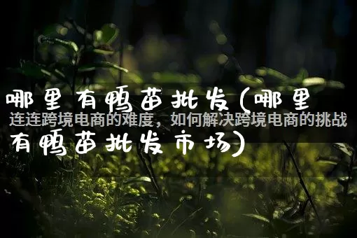 哪里有鸭苗批发(哪里有鸭苗批发市场)_https://www.rzcpcj.com_天猫运营_第1张