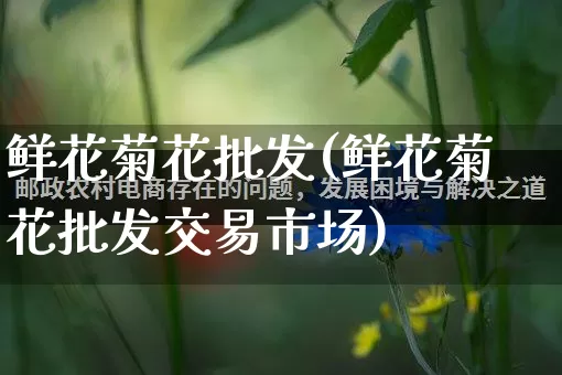 鲜花菊花批发(鲜花菊花批发交易市场)_https://www.rzcpcj.com_抖音快手_第1张