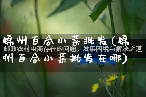 锦州百合小菜批发(锦州百合小菜批发在哪)_https://www.rzcpcj.com_开网店_第1张