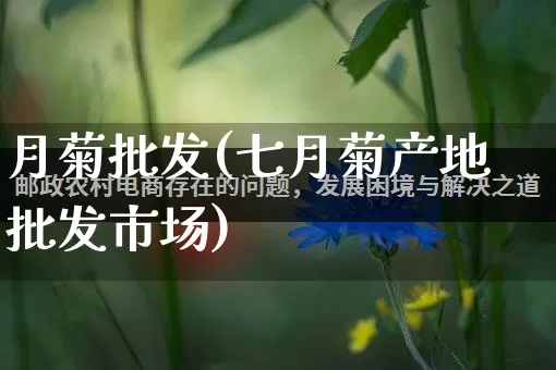 月菊批发(七月菊产地批发市场)_https://www.rzcpcj.com_开网店_第1张