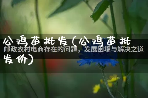 公鸡苗批发(公鸡苗批发价)_https://www.rzcpcj.com_代运营_第1张