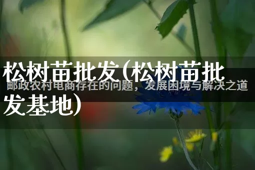 松树苗批发(松树苗批发基地)_https://www.rzcpcj.com_抖音快手_第1张