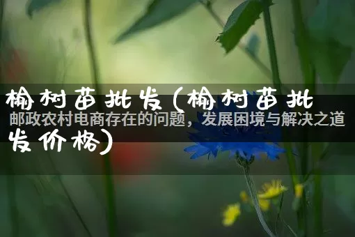 榆树苗批发(榆树苗批发价格)_https://www.rzcpcj.com_天猫运营_第1张